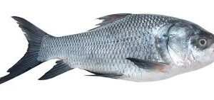 KATLA 1KG
