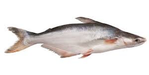 PANGUS FISH 1KG