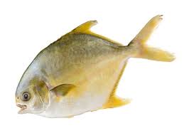 GOLDEN POMFRET 500GM