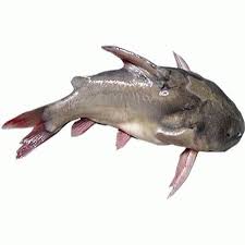 RITA FISH 1KG