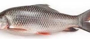 ROHU FISH 1KG
