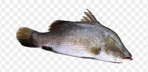 KORAL/VETKI 1KG