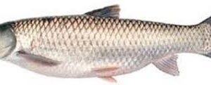 MRIGEL/CARP 1KG
