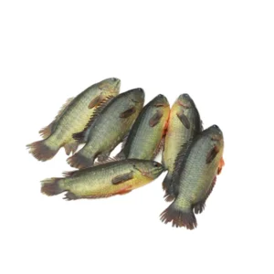 KOI FISH 500grm