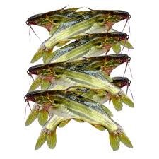 TANGRA FISH 500 gram