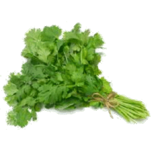Fresh coriander 1 branch